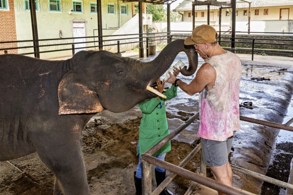 A man feeding an elephant in a zoo or animal park, The elephants of Pinnawala in Sri Lanka (Elephas maximus maximus)