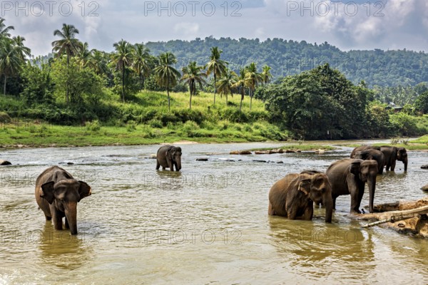 Six elephants in the water against a backdrop of green hills and palm trees, The elephants of Pinnawala in Sri Lanka (Elephas maximus maximus)