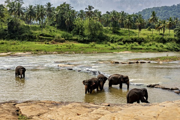 Five elephants in the river, surrounded by green vegetation and palm trees, The elephants of Pinnawala in Sri Lanka (Elephas maximus maximus)