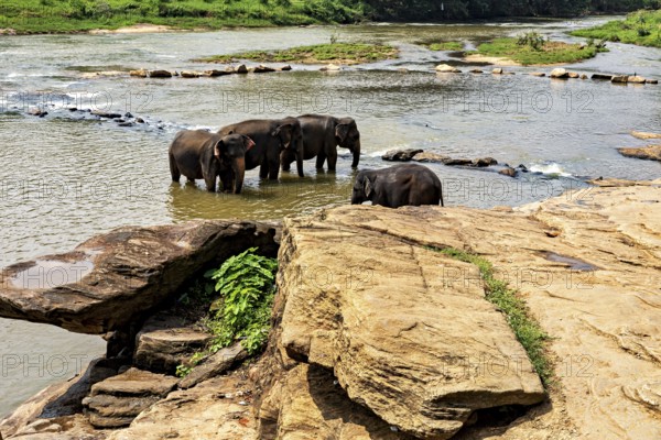 Several elephants stand in the water and on the rocks on the riverbank, The elephants of Pinnawala in Sri Lanka (Elephas maximus maximus)