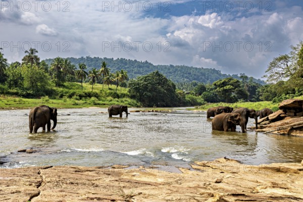 Several elephants in the river, surrounded by tropical vegetation, The elephants of Pinnawala in Sri Lanka (Elephas maximus maximus)