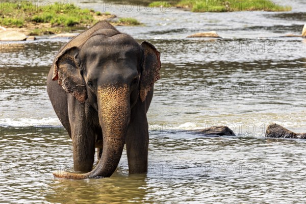 An elephant stands alone in the river, surrounded by a green landscape, The elephants of Pinnawala in Sri Lanka (Elephas maximus maximus)