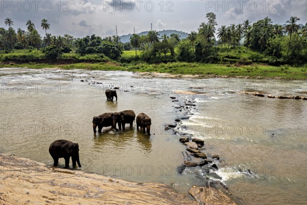 Elephants in the water with palm trees in the background under a cloudy sky, The elephants of Pinnawala in Sri Lanka (Elephas maximus maximus)