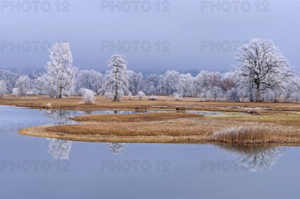 Frozen pond and trees in hoarfrost, nature reserve, Schoren, Mühlau, Freiamt, Aargau Canton, Switzerland