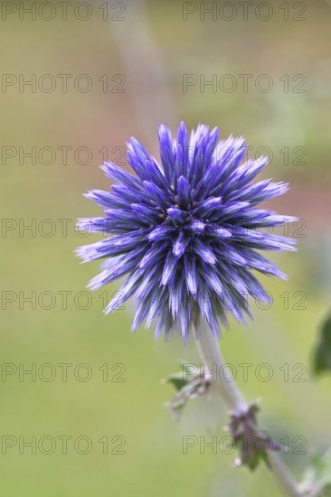 Blue globe thistle (Echinops ritro), flower, ornamental plant in a garden, Wilnsdorf, North Rhine-Westphalia, Germany
