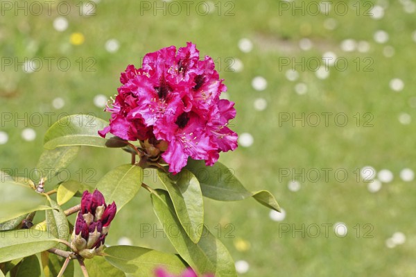 Rhododendron flowers (Rhododendron Homer), red flowers, in a garden, Wilnsdorf, North Rhine-Westphalia, Germany