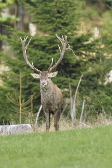 Red deer (Cervus elaphus) during the rutting season, capital stag in a forest clearing, wildlife, autumn, Sauerland, North Rhine-Westphalia, Germany