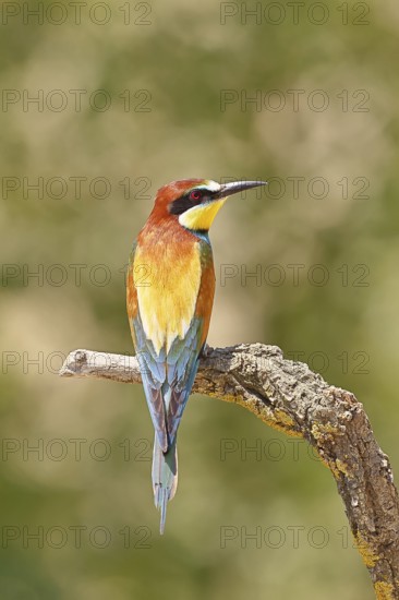European bee-eater (Merops apiaster) sitting on a branch covered with green lichen, dorsal view, Lake Neusiedl, Burgenland, Austria