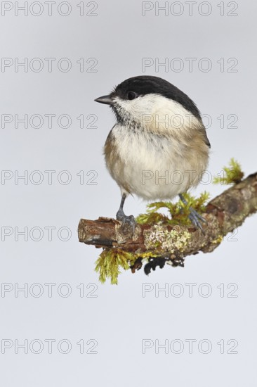 Willow Tit (Parus montanus), Willow Tit (Parus montanus) sitting on a branch overgrown with moss, Wildlife, Animals, Birds, Wilnsdorf, North Rhine-Westphalia, Germany