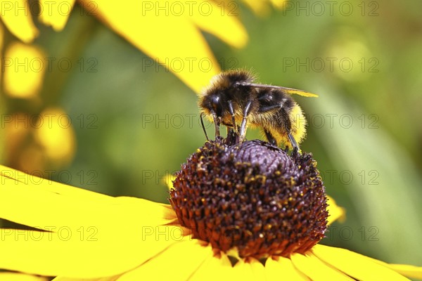 Stone bumblebee (Bombus lapidarius) collecting nectar from a flower of the yellow coneflower (Echinacea paradoxa), macro photograph, Wilnsdorf, North Rhine-Westphalia, Germany