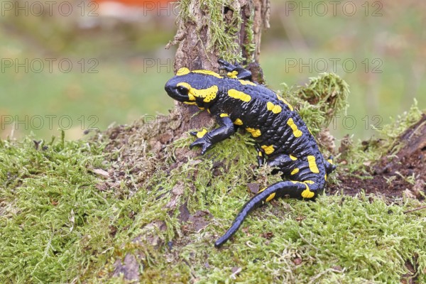 Fire salamander (Salamandra salamandra), climbing on a tree root, wildlife, close-up, Wilnsdorf, North Rhine-Westphalia, Germany