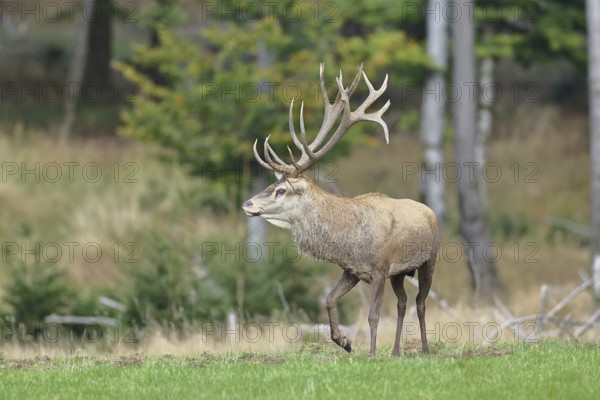 Red deer (Cervus elaphus) during the rutting season, capital stag in a forest clearing, wildlife, autumn, Sauerland, North Rhine-Westphalia, Germany