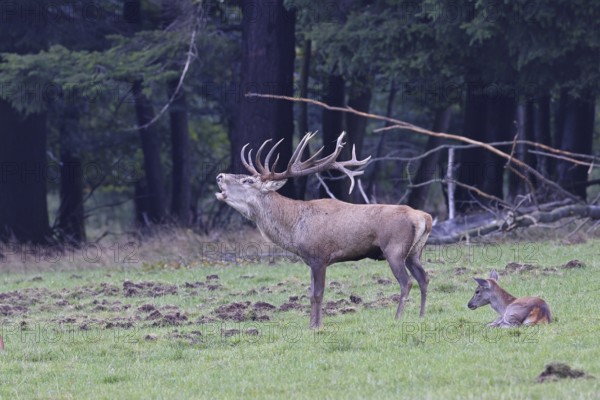 Red deer (Cervus elaphus) during the rutting season, a large stag roaring in a forest clearing, wildlife, autumn, Sauerland, North Rhine-Westphalia, Germany