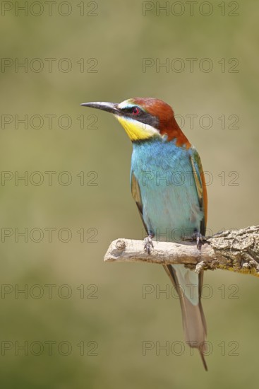 European bee-eater (Merops apiaster) sitting on a branch covered with green lichen, Lake Neusiedl, Burgenland, Austria