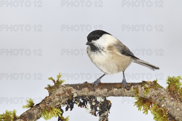 Willow Tit (Parus montanus), Willow Tit (Parus montanus) sitting on a branch overgrown with moss, Wildlife, Animals, Birds, Wilnsdorf, North Rhine-Westphalia, Germany
