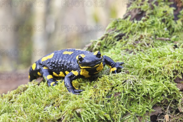 Fire salamander (Salamandra salamandra), running over mossy forest floor, wildlife, looking into the camera, close-up, Wilnsdorf, North Rhine-Westphalia, Germany