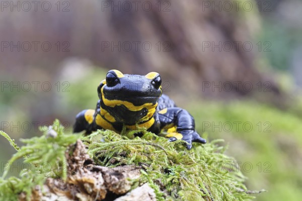 Fire salamander (Salamandra salamandra), running over moss, wildlife, looking into the camera, close-up, Wilnsdorf, North Rhine-Westphalia, Germany