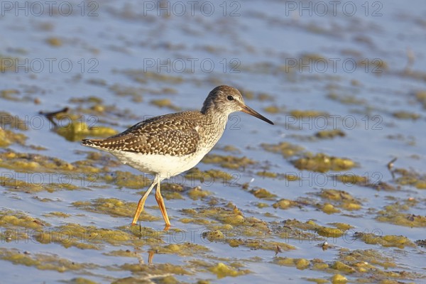 Redshank (Tringa totanus) walking in the silt on the shore, Ziggsee, Lake Neusiedl National Park, Seewinkel, Burgenland, Austria