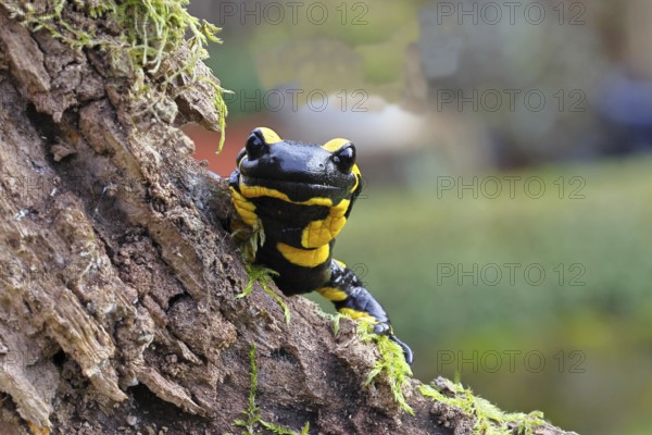 Fire salamander (Salamandra salamandra), looking out from behind a tree root, wildlife, close-up, Wilnsdorf, North Rhine-Westphalia, Germany