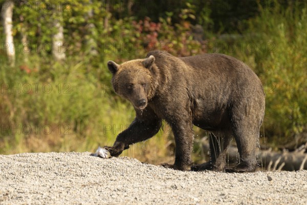 Coastal brown bear (Ursus arctos) eating a salmon on the shore, Lake Clark National Park
