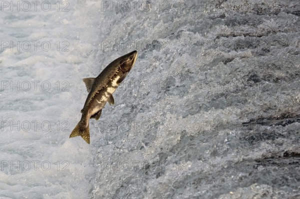 Humpback salmon (Oncorhynchus gorbuscha) jumping over a waterfall, Prince William Sound