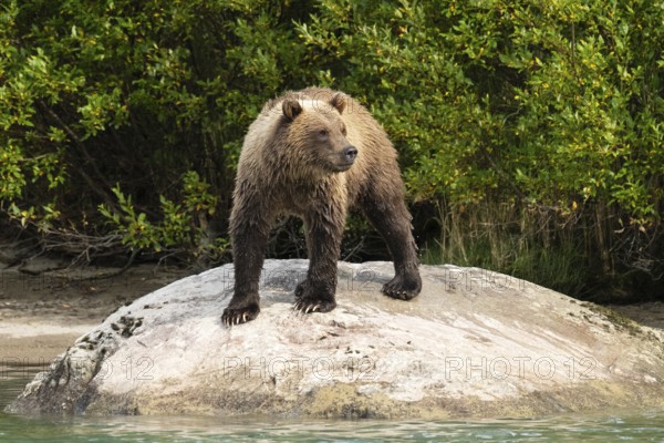 Coastal brown bear (Ursus arctos) standing on a rock, Lake Clark National Park
