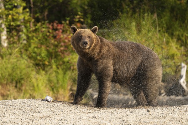 Coastal brown bear (Ursus arctos) standing on the shore and shaking water out of its fur, Lake Clark National Park