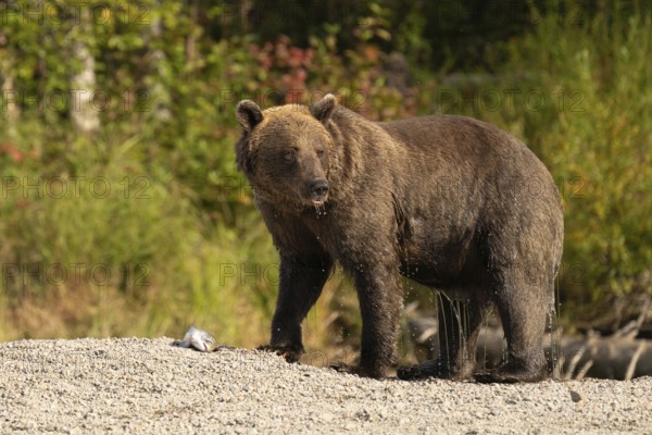 Coastal brown bear (Ursus arctos), Lake Clark National Park