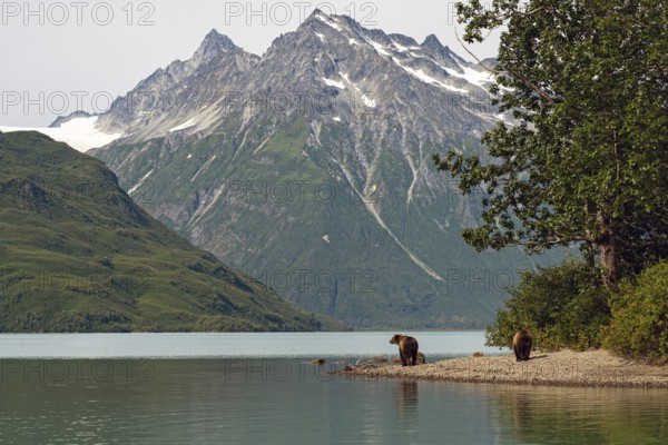 Two coastal brown bears (Ursus arctos) stroll along the shore of Crescent Lake, Lake Clark National Park