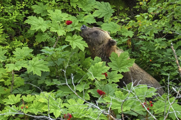 Coastal brown bear (Ursus arctos) standing between tall plants and sniffing berries, Lake Clark National Park