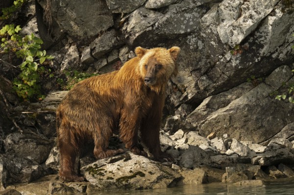 Coastal brown bear (Ursus arctos) standing at the lake in front of a steep rock face, Lake Clark National Park