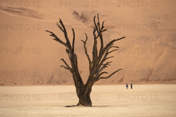 Dead camel thorn trees (Acacia erioloba), Deadvlei, Sossusvlei