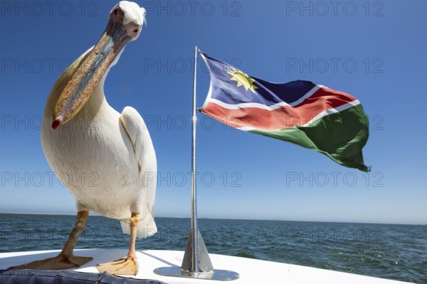 Pink pelican (Pelecanus onocrotalus), sitting on boat next to the flag of Namibia, Atlantic Ocean, Namibia