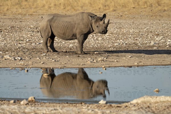 Black rhino (Diceros bicornis) reflected in the water, Etosha National Park