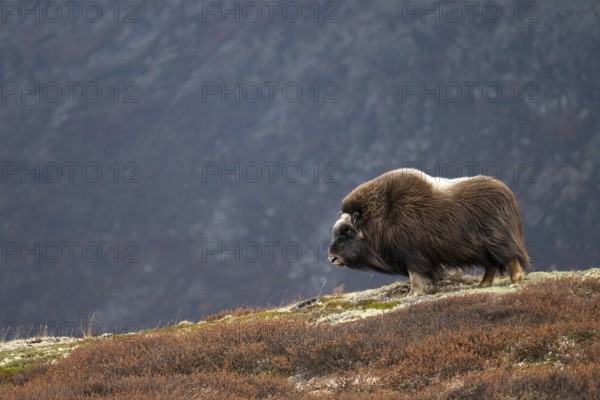 Musk ox (Ovibos moschatus) standing in the tundra in autumn, Dovrefjell-Sunndalsfjella National Park, Norway