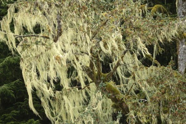 Bearded lichen (Usnea), temperate Pacific rainforest, North America