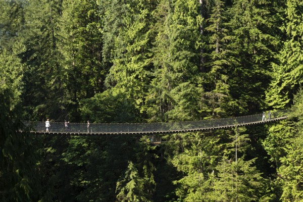 The Capilano Suspension Bridge, suspension bridge, tourist attraction, Vancouver