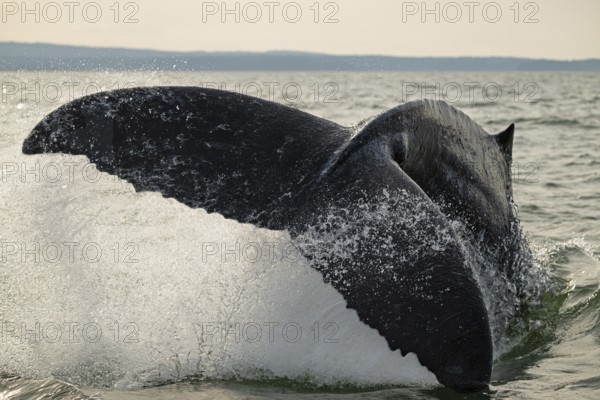 Humpback whale (Megaptera novaeangliae) slapping the water with its fluke, Vancouver Island
