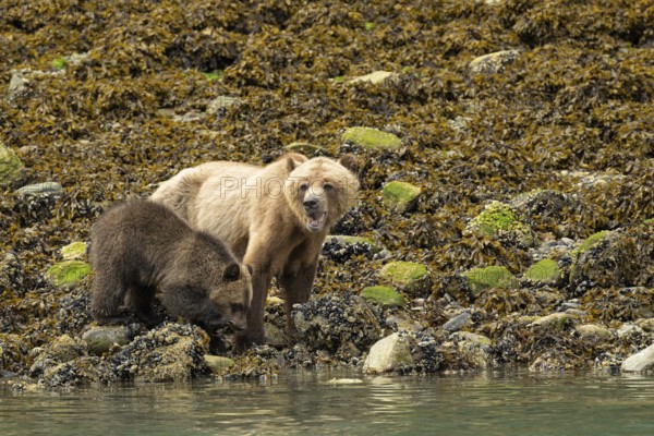 Coastal brown bear (Ursus Arctos) with cub searching for shells along the Pacific coast, Johnstone Strait, Vancouver Island