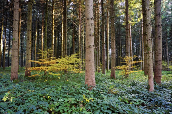 Autumn-colored beech trees stand in Nadelwald, Horben, Canton Aargau, Switzerland