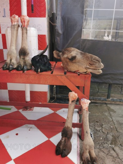 Camel parts (camelum) on red and white table in butchery atmosphere, cruel picture, sale of camel meat, South Morocco