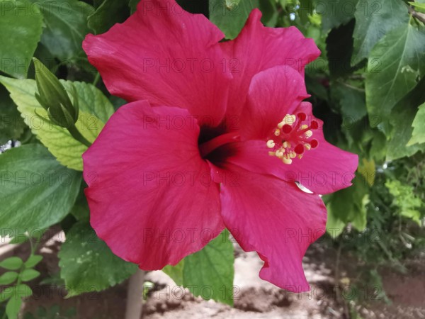 A red hibiscus flower in front of green leaves in a garden, Morocco