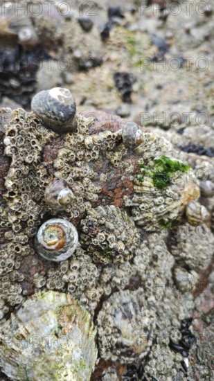 Close-up of mussels, marine life and algae on rocks, on a rocky coast, Morocco