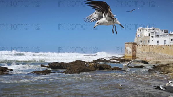Seagulls (larinae) flying over the sea with waves and old city walls in the background, Essaouira, Morocco