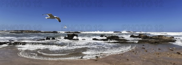 Seagulls (larinae) over a sandy beach with waves under a clear blue sky, Essaouira, Morocco