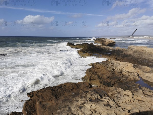 Rocky coast with strong waves under a clear sky and a seagull (larinae), Morocco