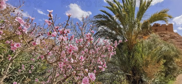 Blooming tree and palm trees against a clear blue sky in a lively landscape, Morocco