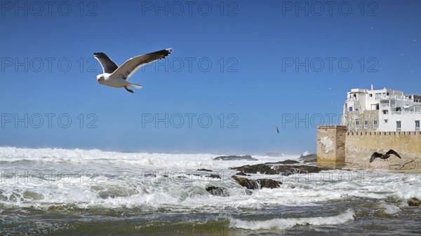 Flying seagull (larinae) over the sea with old city walls in the background, Essaouira, Morocco