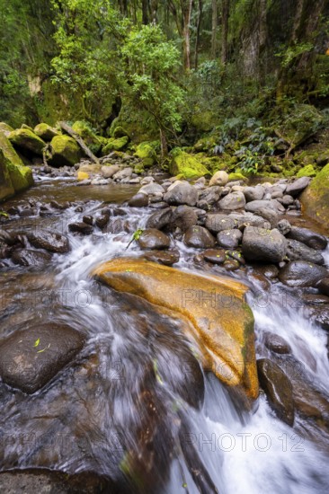 Mhlwazini River flows through thick forest, original mountain forest, Rainbow Gorge, Ukhahlamba-Drakensberg Park, KwaZulu-Natal, Drakensberg Mountains, South Africa