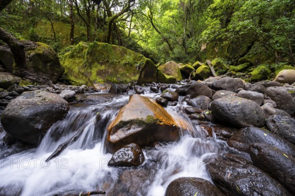 Mhlwazini River flows through thick forest, original mountain forest, Rainbow Gorge, Ukhahlamba-Drakensberg Park, KwaZulu-Natal, Drakensberg Mountains, South Africa